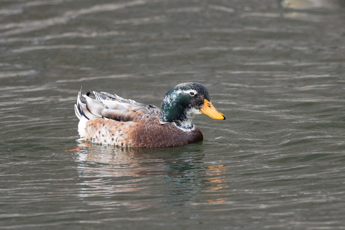 Canard colvert (forme domestique) - ML620899240