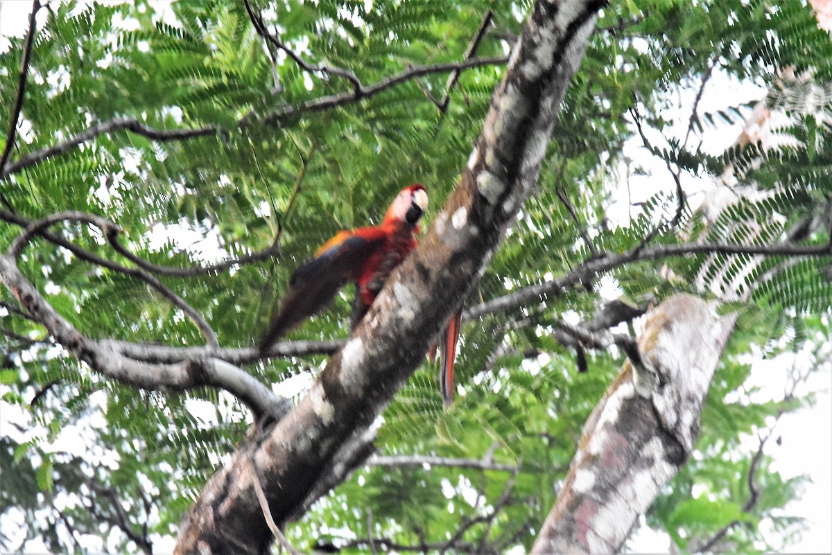 Scarlet Macaw - ML620899245