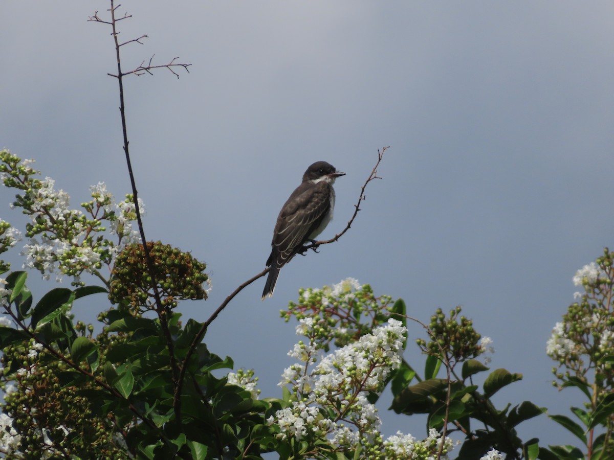 Eastern Kingbird - ML620899246