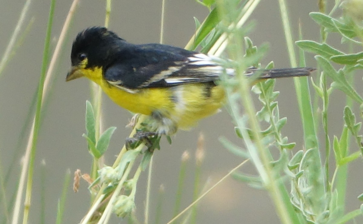 Lesser Goldfinch - ML620899256