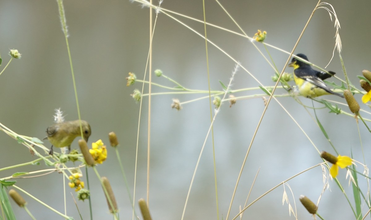 Lesser Goldfinch - ML620899257