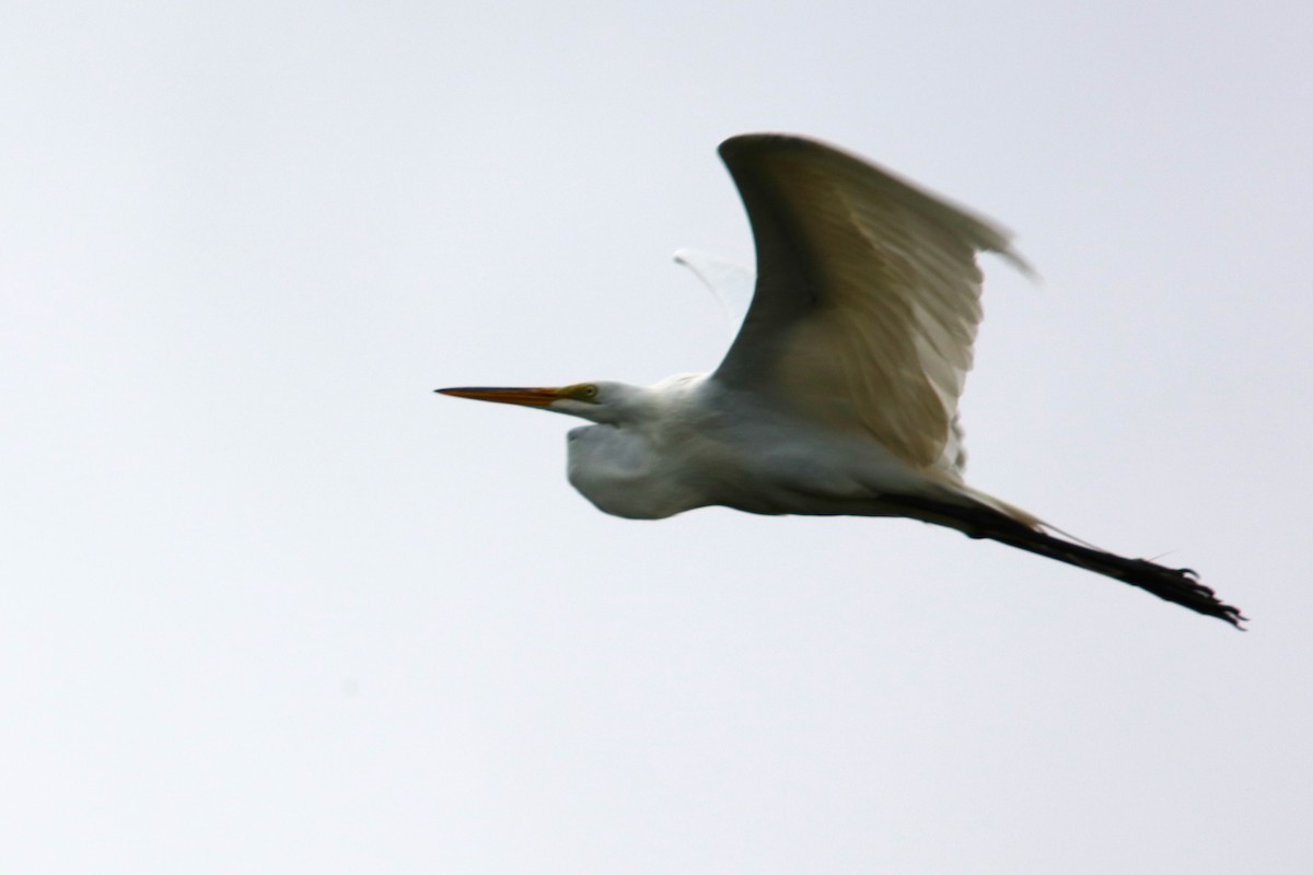 Great Egret - ML620899264