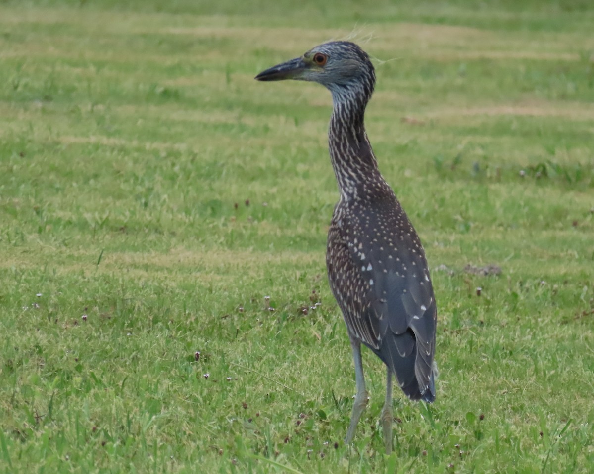 Yellow-crowned Night Heron - ML620899282