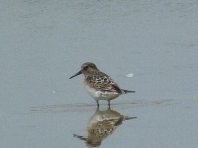 Baird's Sandpiper - ML620899288