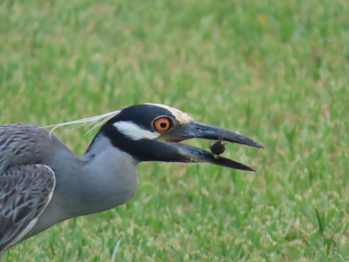 Yellow-crowned Night Heron - ML620899294