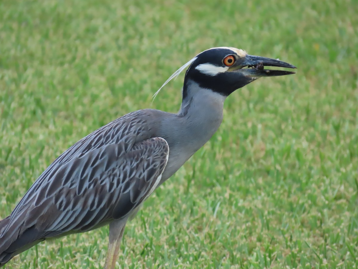 Yellow-crowned Night Heron - ML620899295