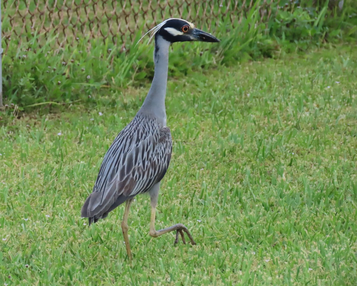 Yellow-crowned Night Heron - ML620899299