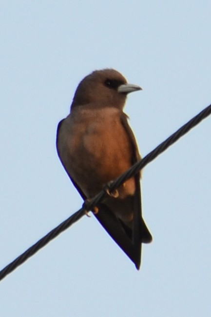 Ashy Woodswallow - ML620899302