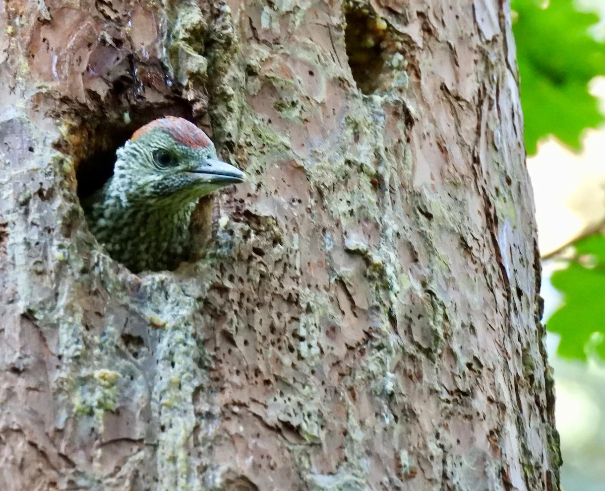 Eurasian Green Woodpecker - ML620899312