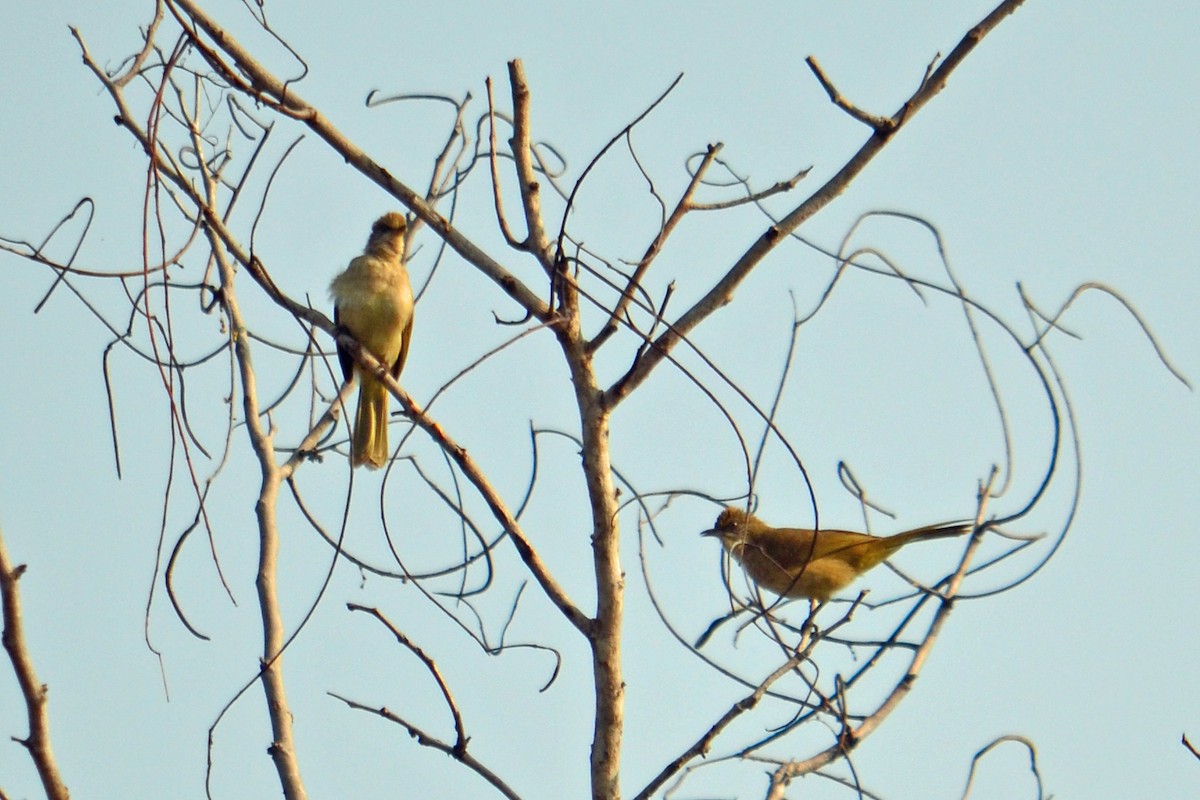 Streak-eared Bulbul - ML620899320