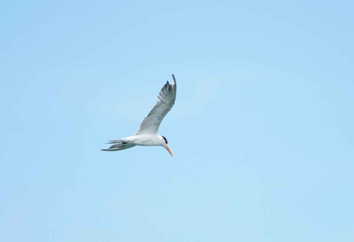 Royal Tern - ML620899334