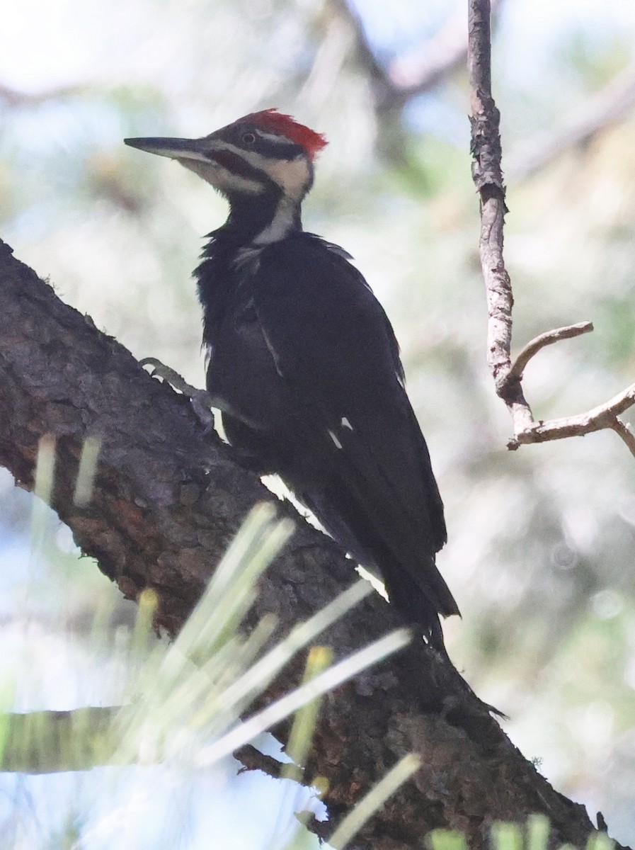 Pileated Woodpecker - ML620899335