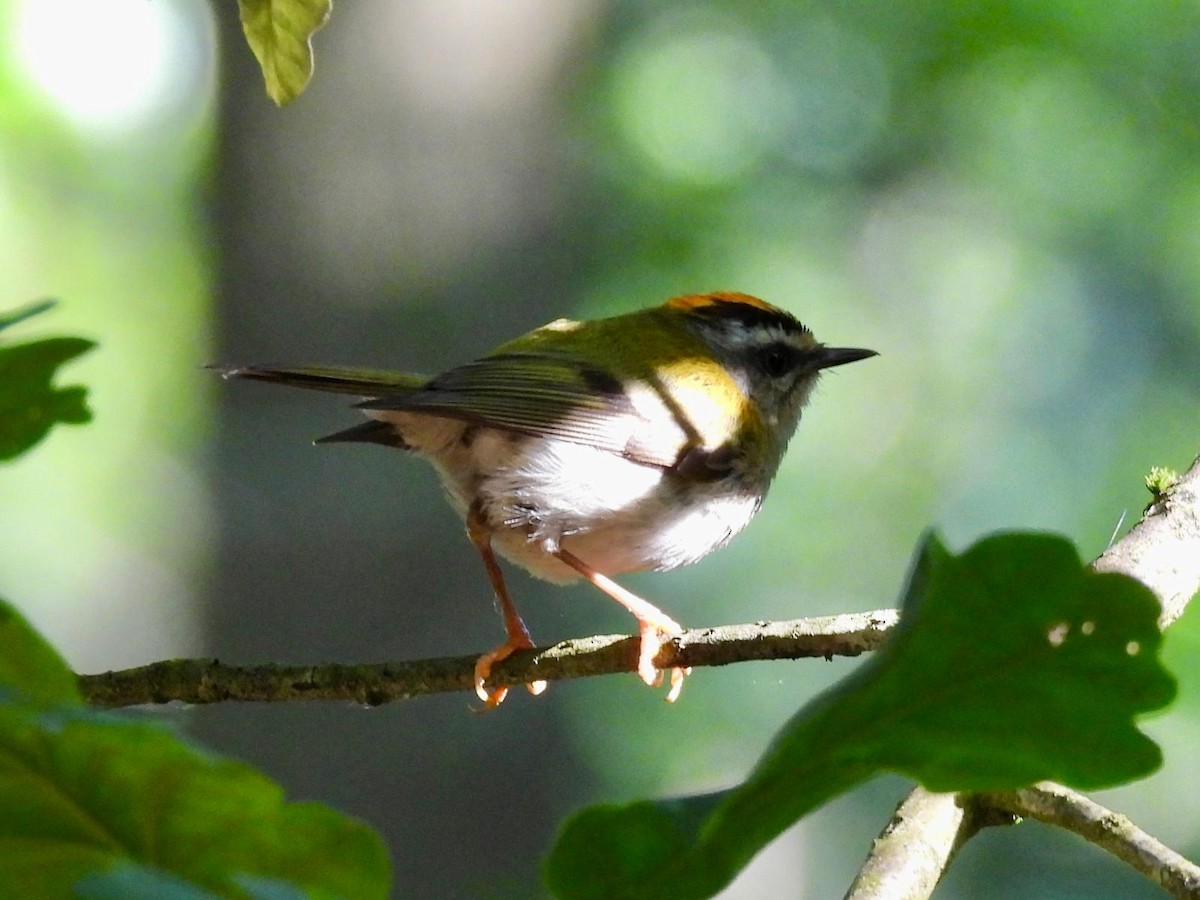 Common Firecrest - ML620899338