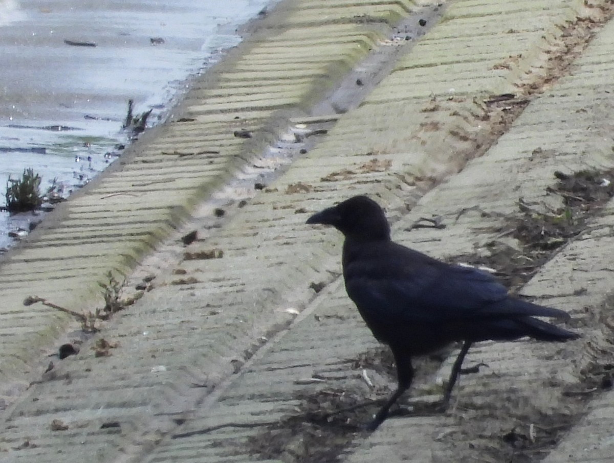 Large-billed Crow - ML620899354