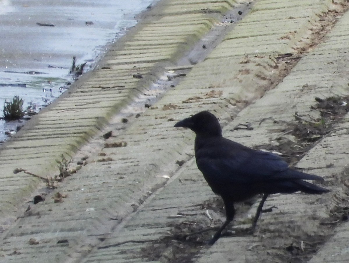 Corbeau à gros bec - ML620899354