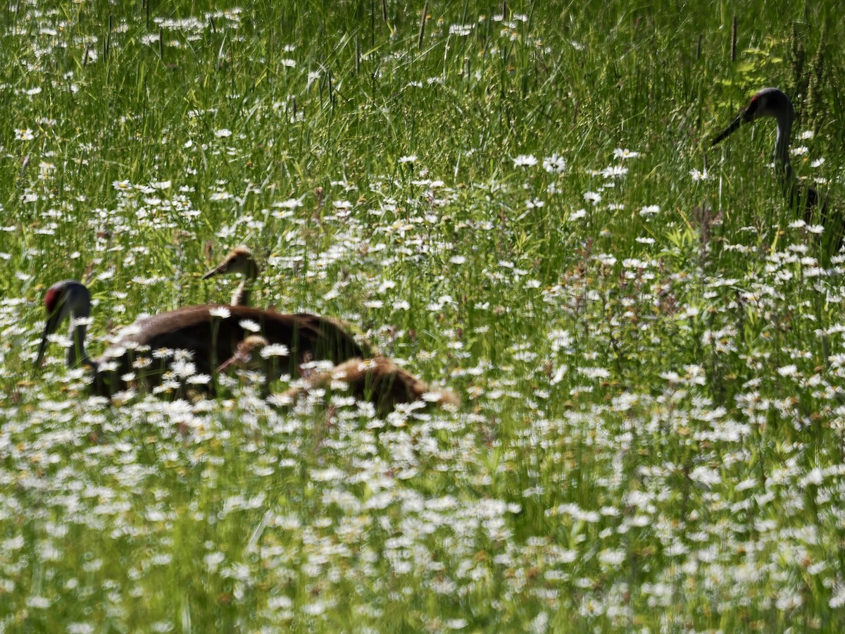 Sandhill Crane - ML620899359