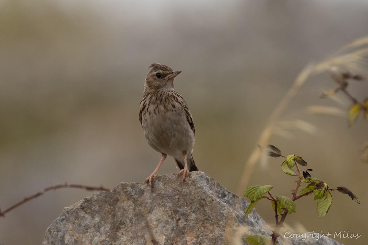 Wood Lark - ML620899365