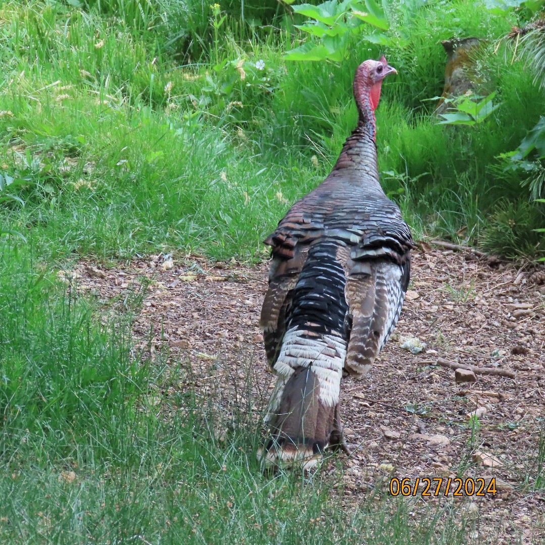 Wild Turkey - ML620899385