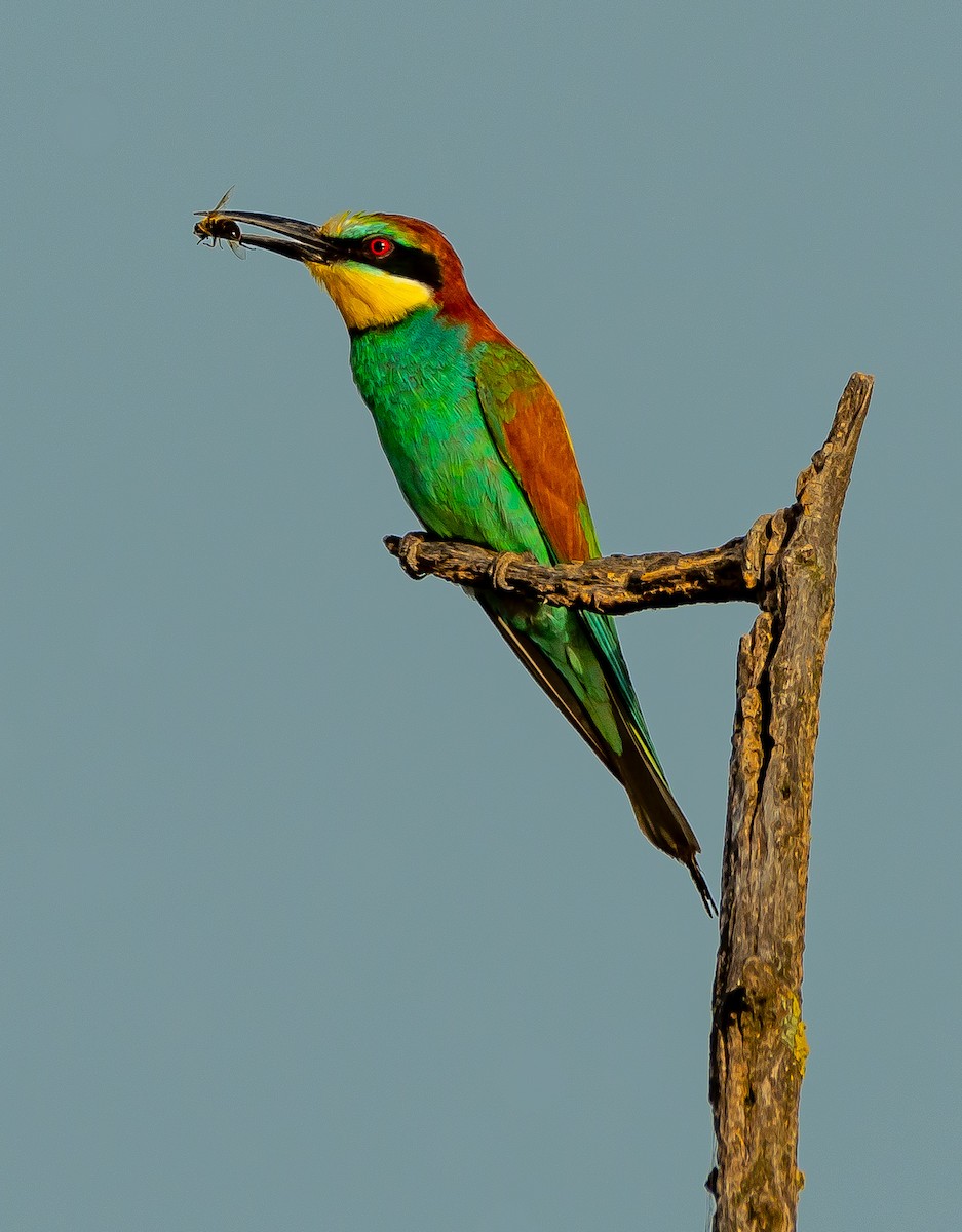 European Bee-eater - ML620899403