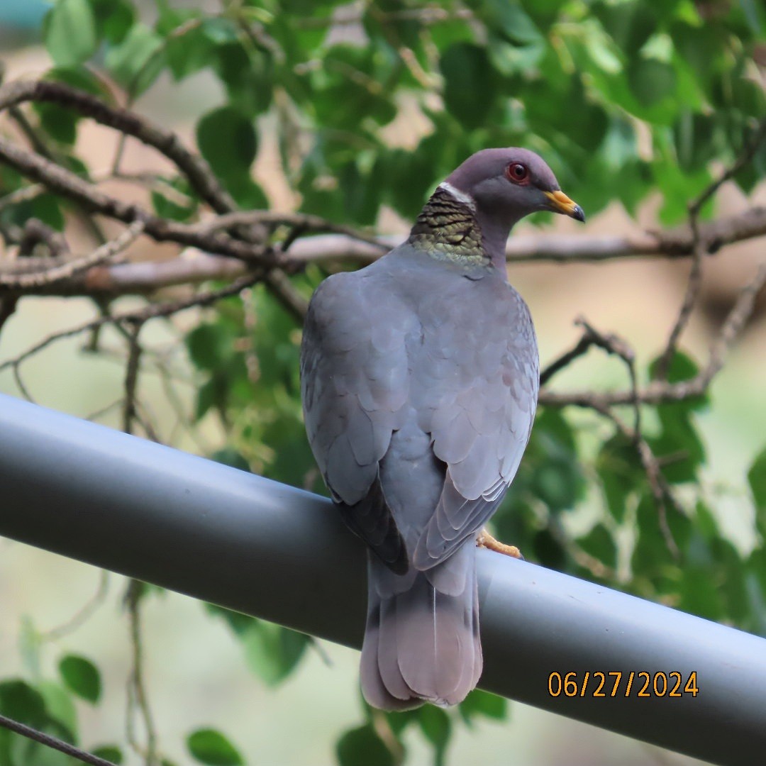 Band-tailed Pigeon - ML620899405