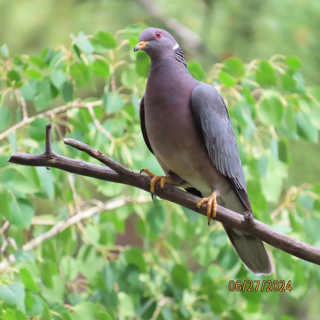 Band-tailed Pigeon - ML620899406