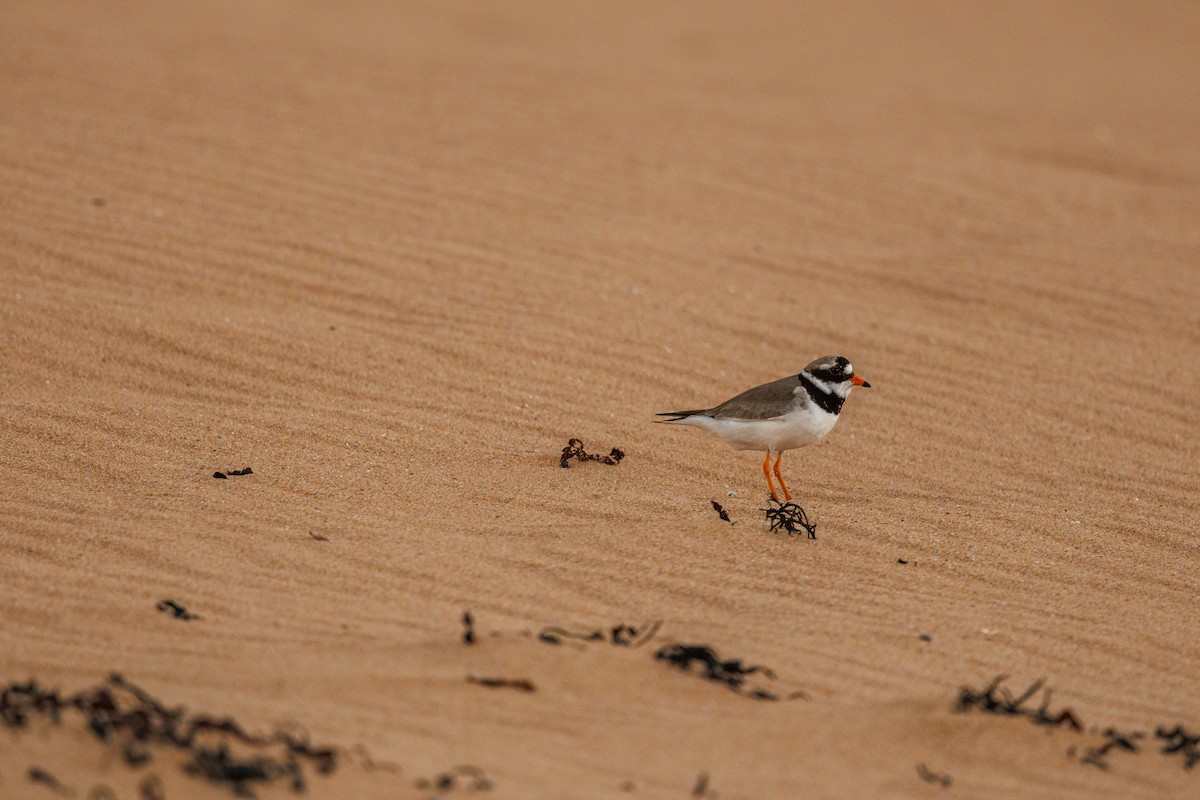 Common Ringed Plover - ML620899411