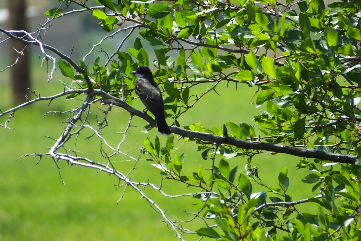 Eastern Kingbird - ML620899412