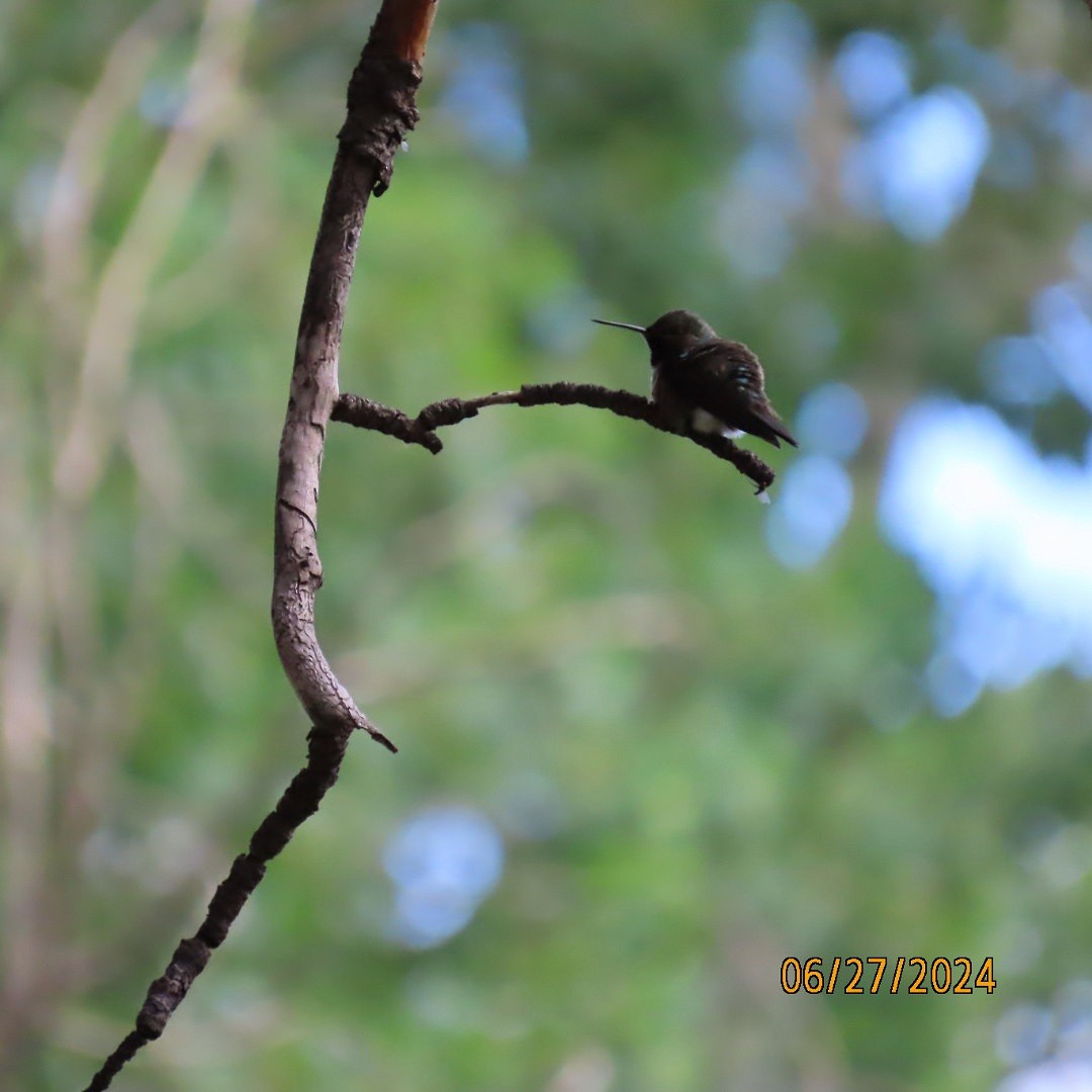 Broad-tailed Hummingbird - ML620899416