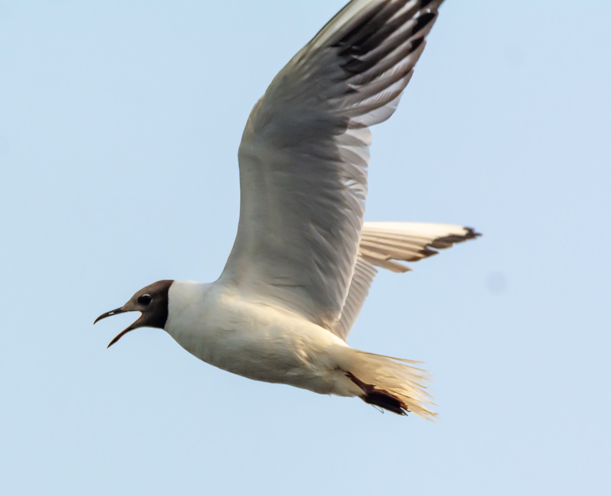 Black-headed Gull - ML620899418