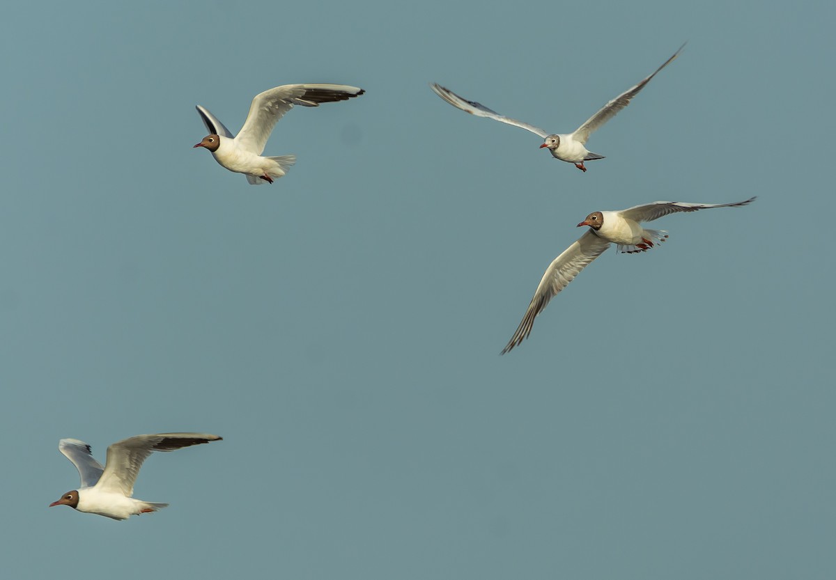 Black-headed Gull - ML620899419