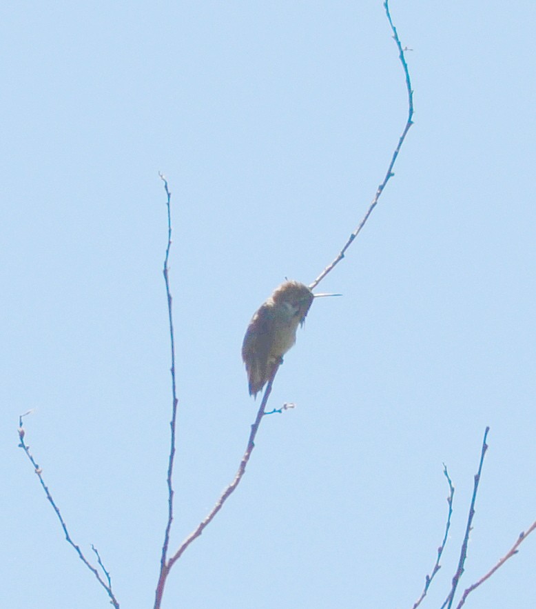 Calliope Hummingbird - ML620899420