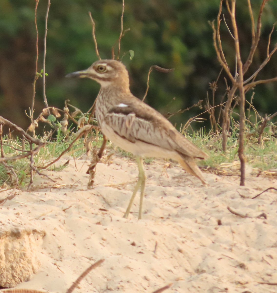 Water Thick-knee - ML620899423