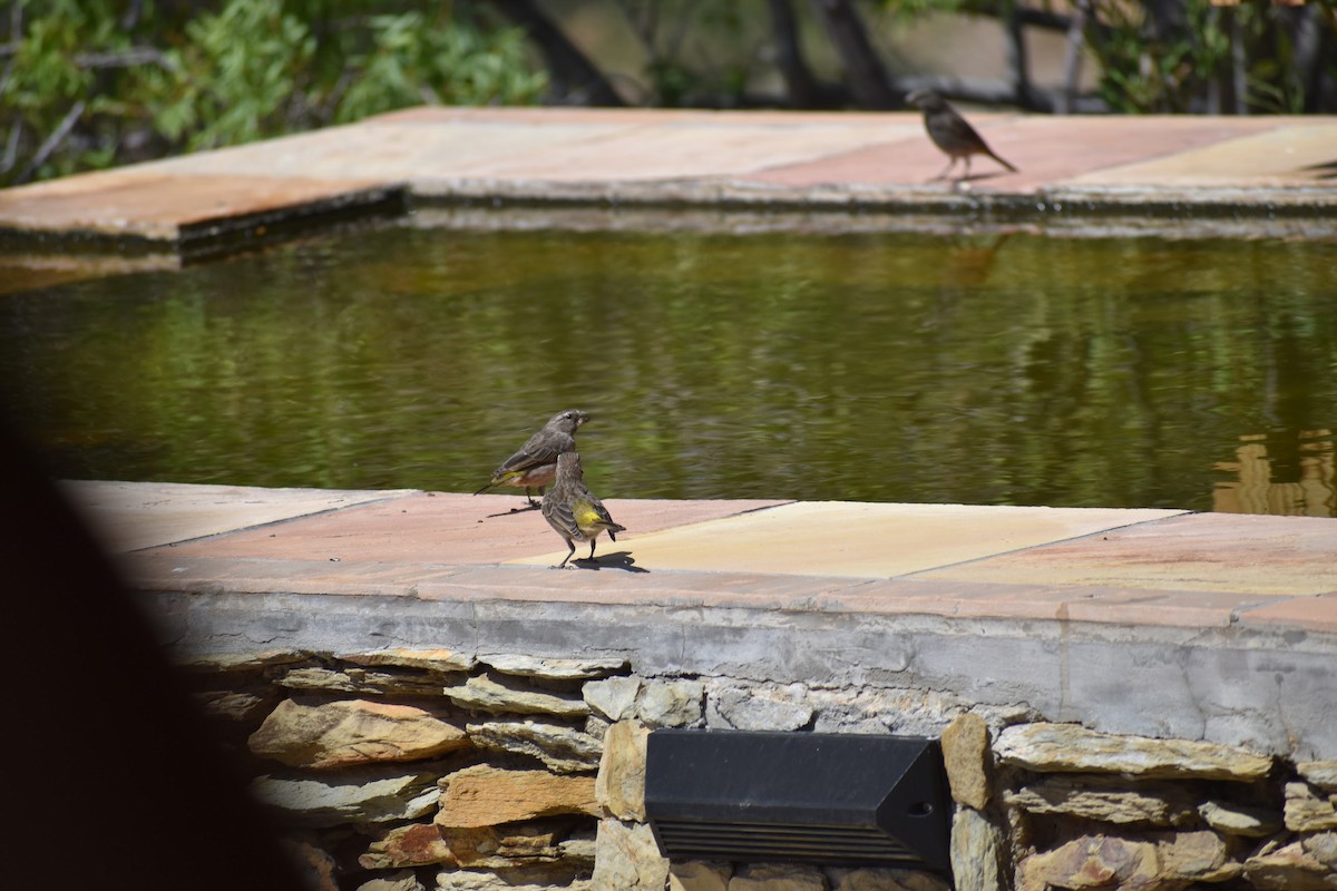 White-throated Canary - ML620899424