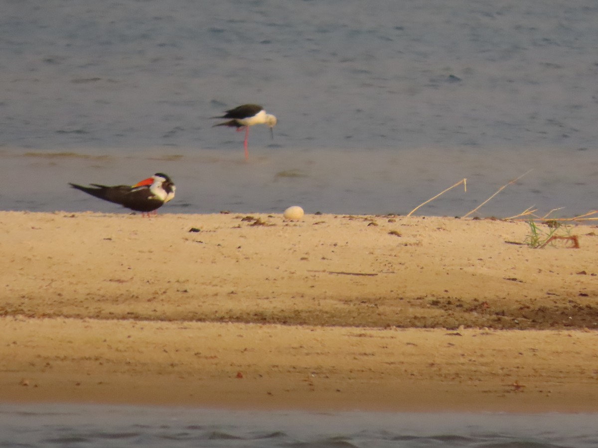 African Skimmer - ML620899425