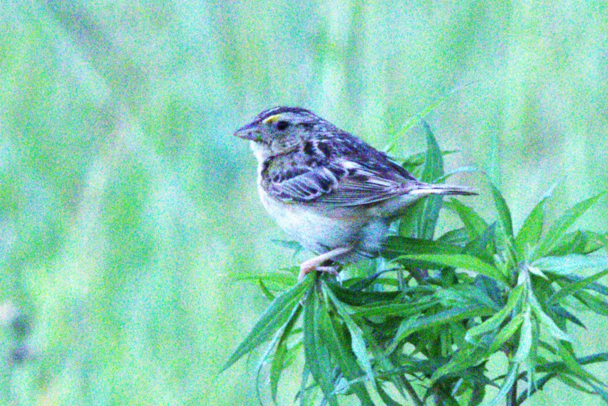 Grasshopper Sparrow - ML620899426