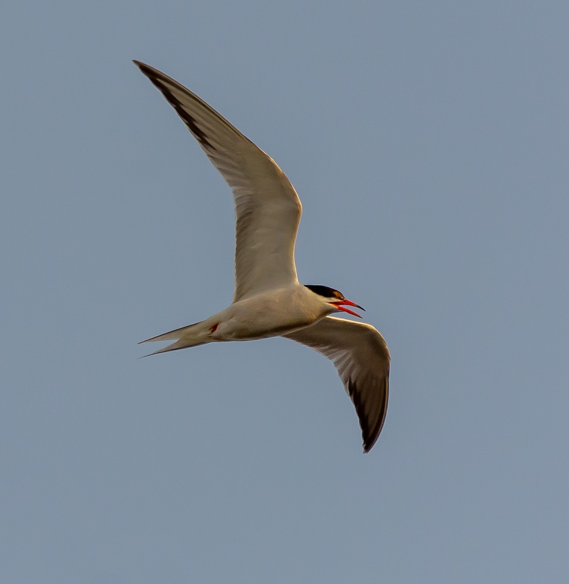 Common Tern - ML620899427