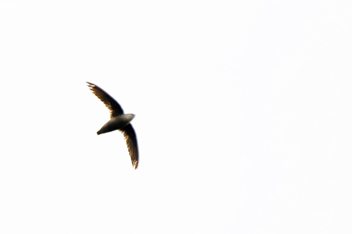 Chimney Swift - ML620899430