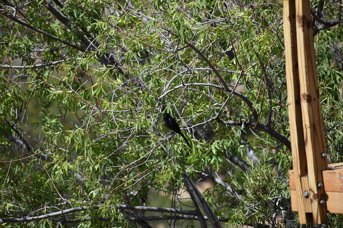 Drongo Ahorquillado - ML620899432