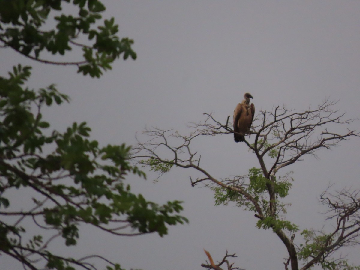 White-backed Vulture - ML620899433