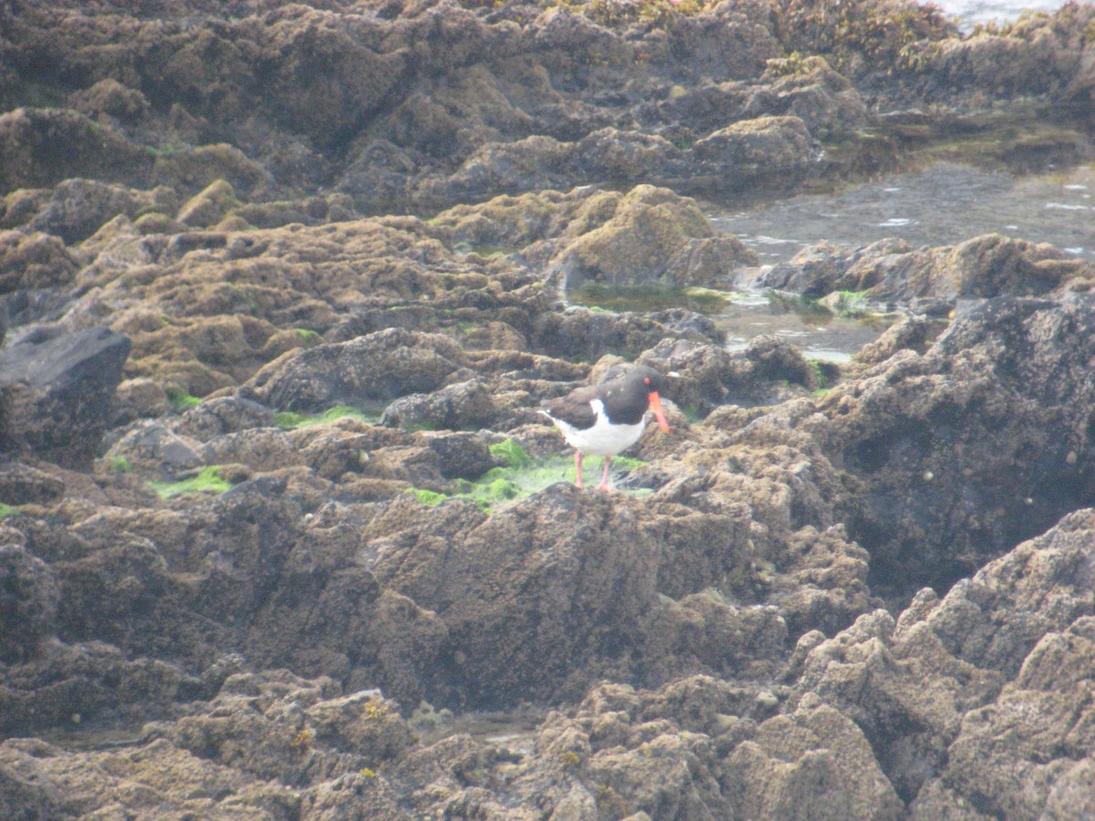 Eurasian Oystercatcher - ML620899436