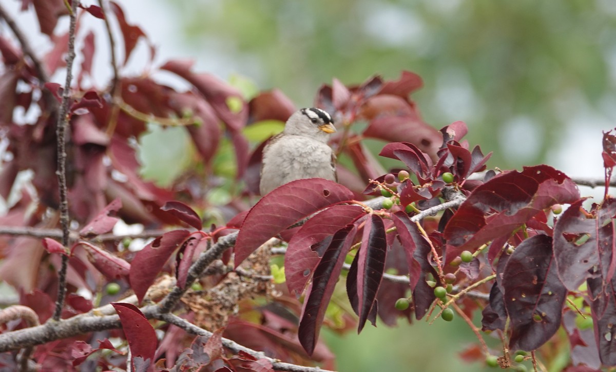 White-crowned Sparrow - ML620899437