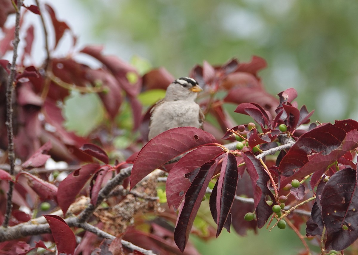 White-crowned Sparrow - ML620899438
