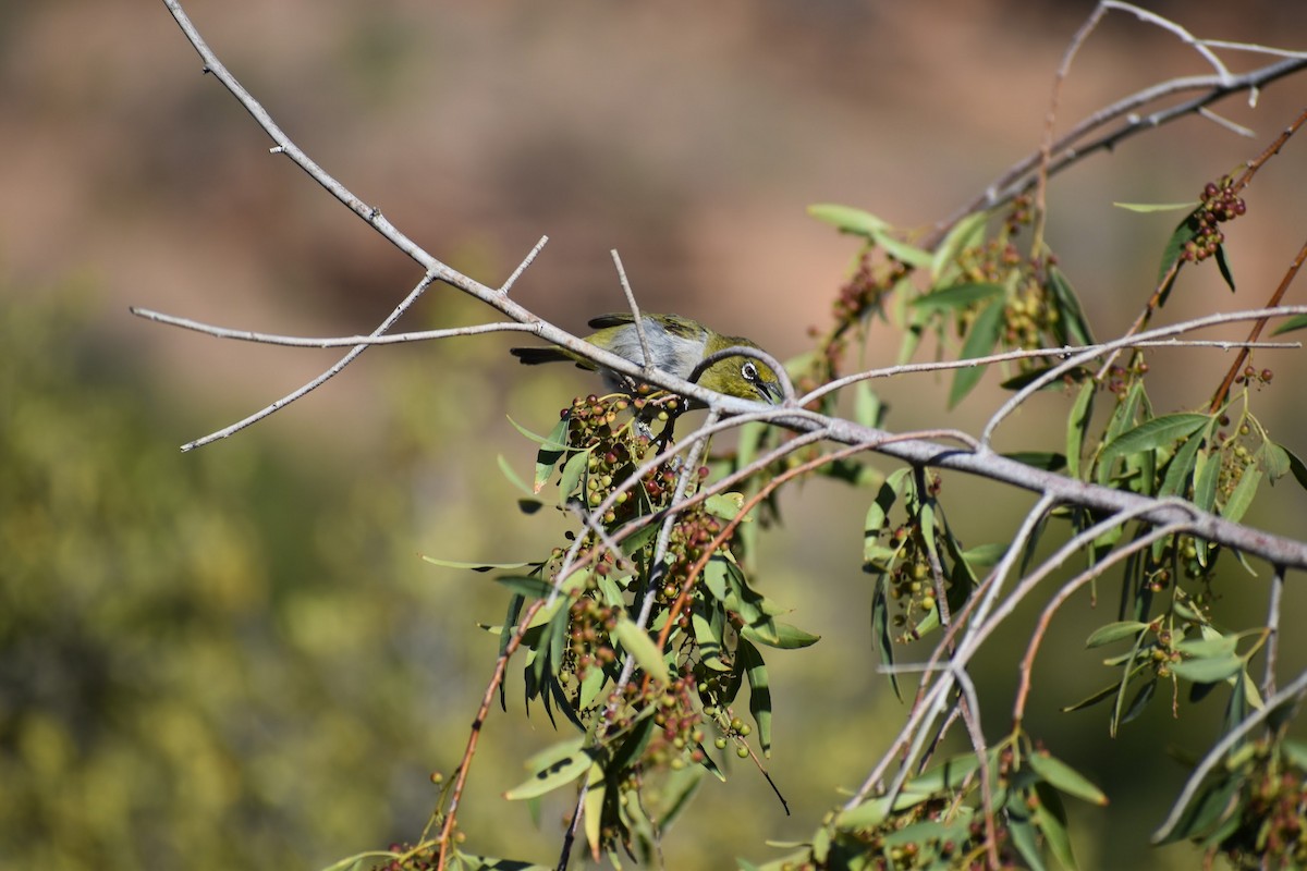 Cape White-eye - ML620899440