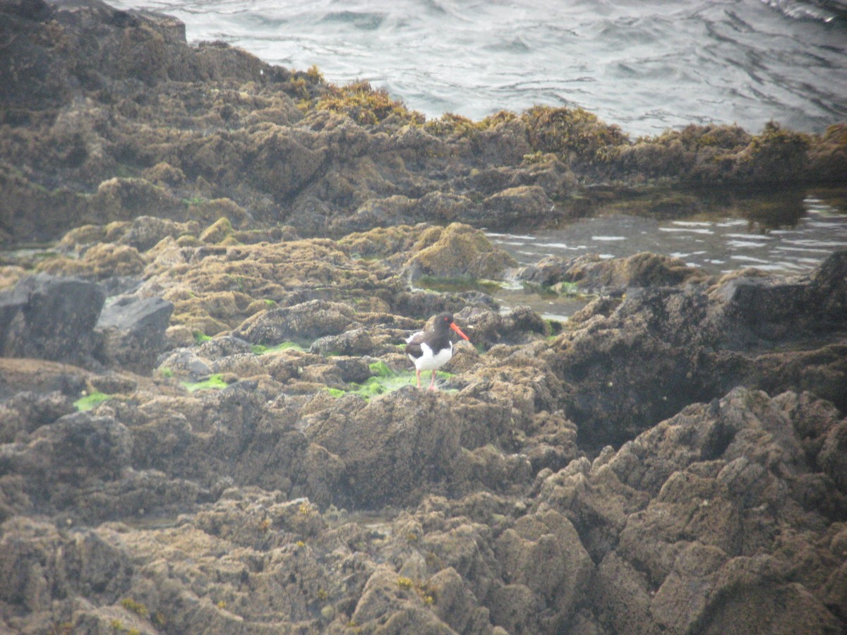 Eurasian Oystercatcher - ML620899443