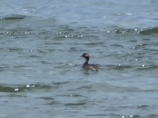 Eared Grebe - ML620899450