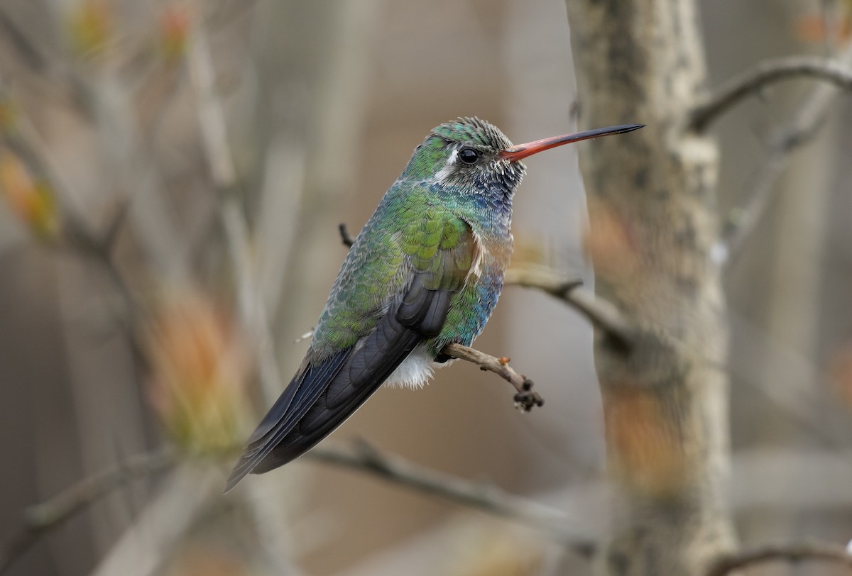 Broad-billed Hummingbird - ML620899452