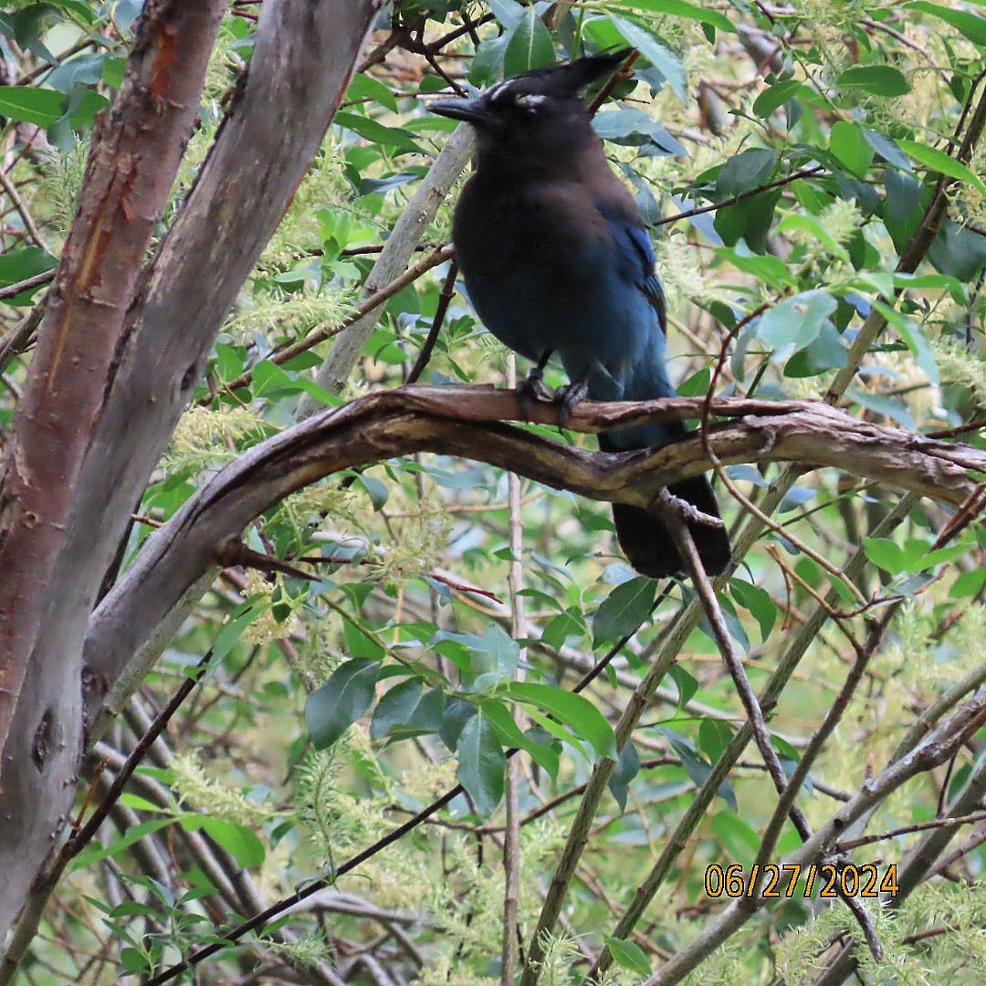 Steller's Jay - ML620899454