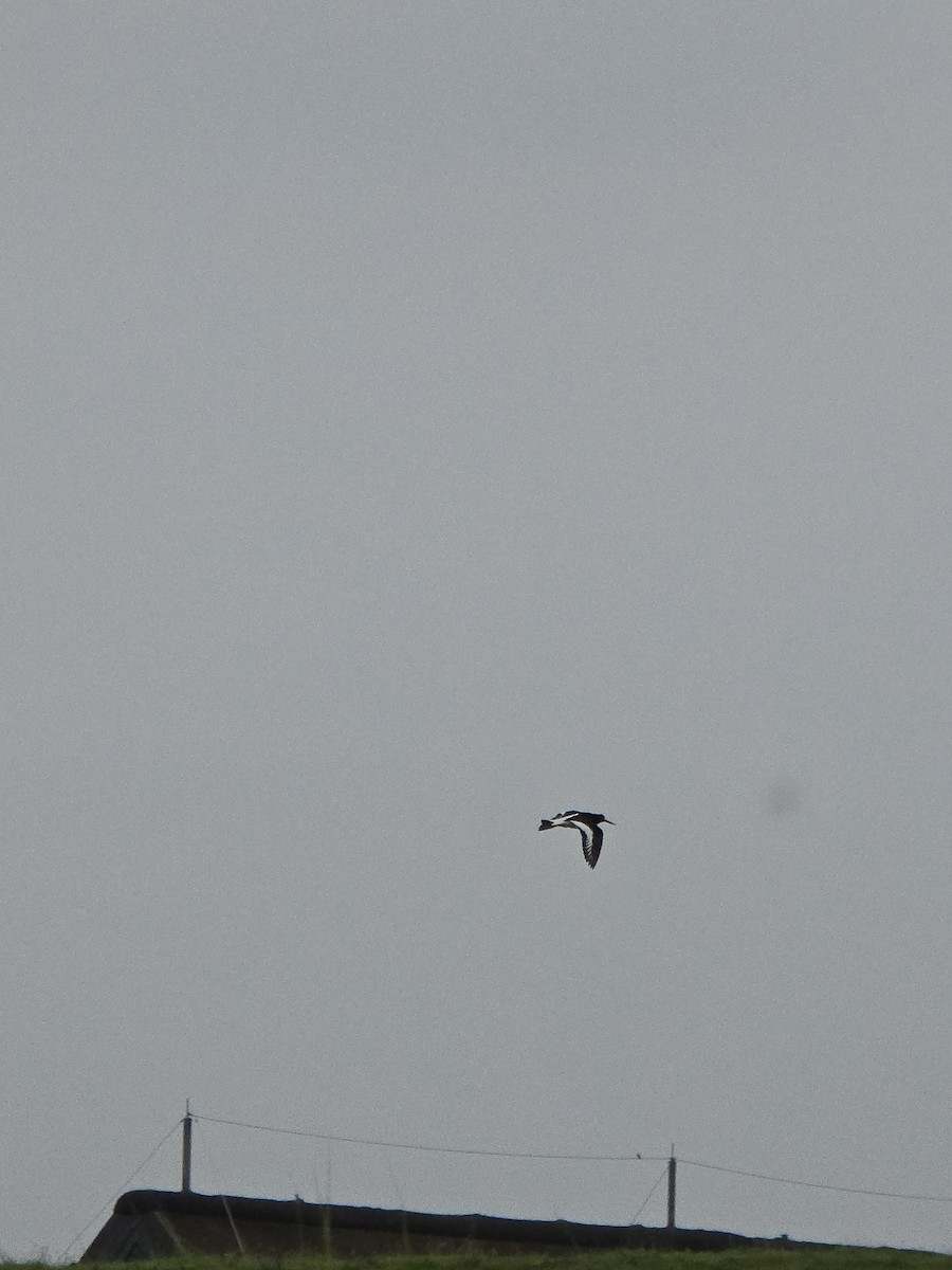 Eurasian Oystercatcher - ML620899456