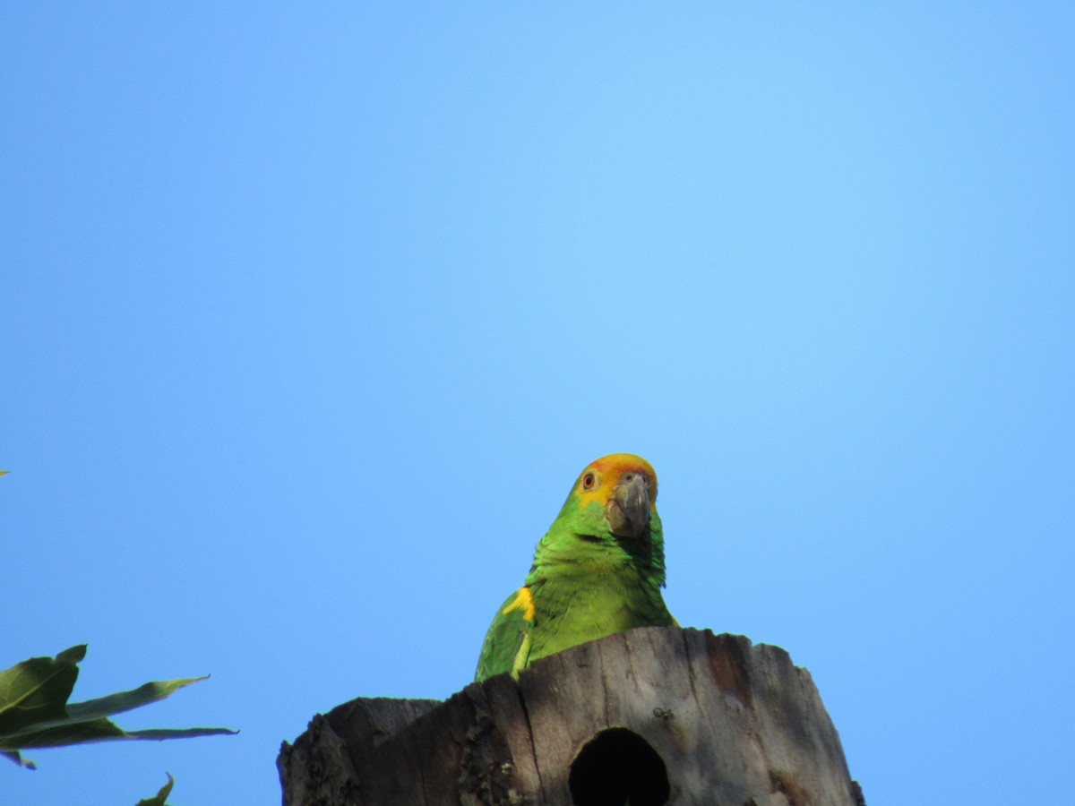 tanımsız Amazona sp. - ML620899460