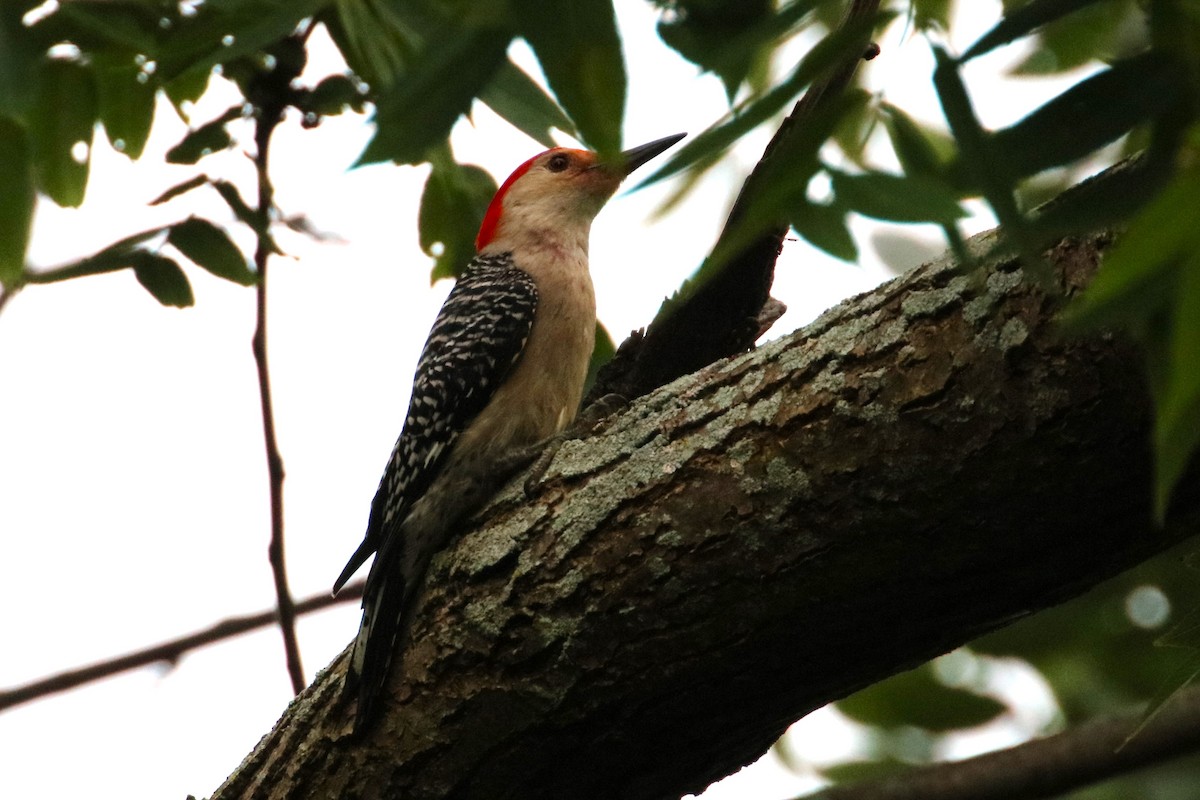 Red-bellied Woodpecker - ML620899464